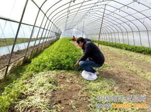 婺源县农业局多措并举强化节日期间农产品质量安全监管