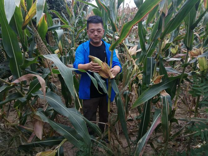 周至县农业局土肥站全面完成农产品土壤监测点位样品采集工作